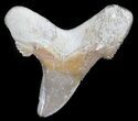 Auriculatus Fossil Shark Tooth - Morocco #35862-1